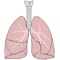 Lungs